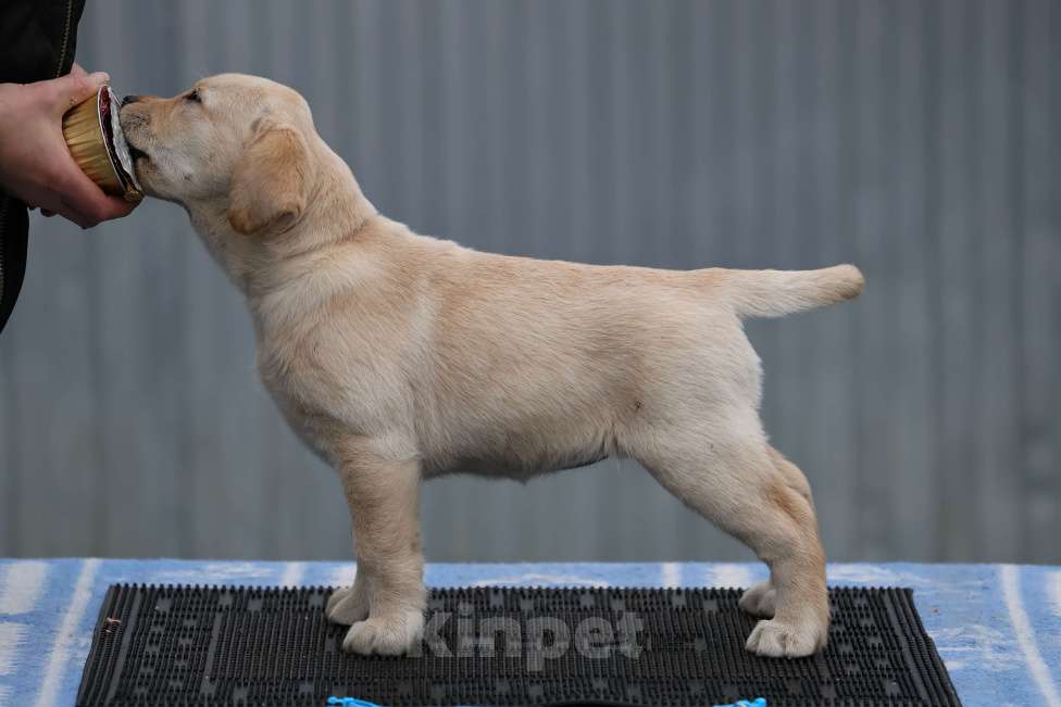 Собаки в Калуге: Палевая девочка лабрадора высокого качества из питомника РКФ/FCI Девочка, Бесплатно - фото 2