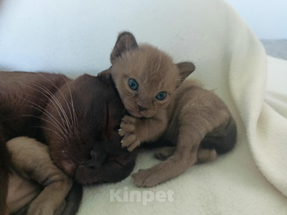 Кошки в Нижнем Новгороде: Котята европейской бурмы Разнополые, Бесплатно - фото 2