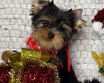 Собаки в Москве: Йоркширский терьер мальчик  Мальчик, 65 000 руб. - фото 5