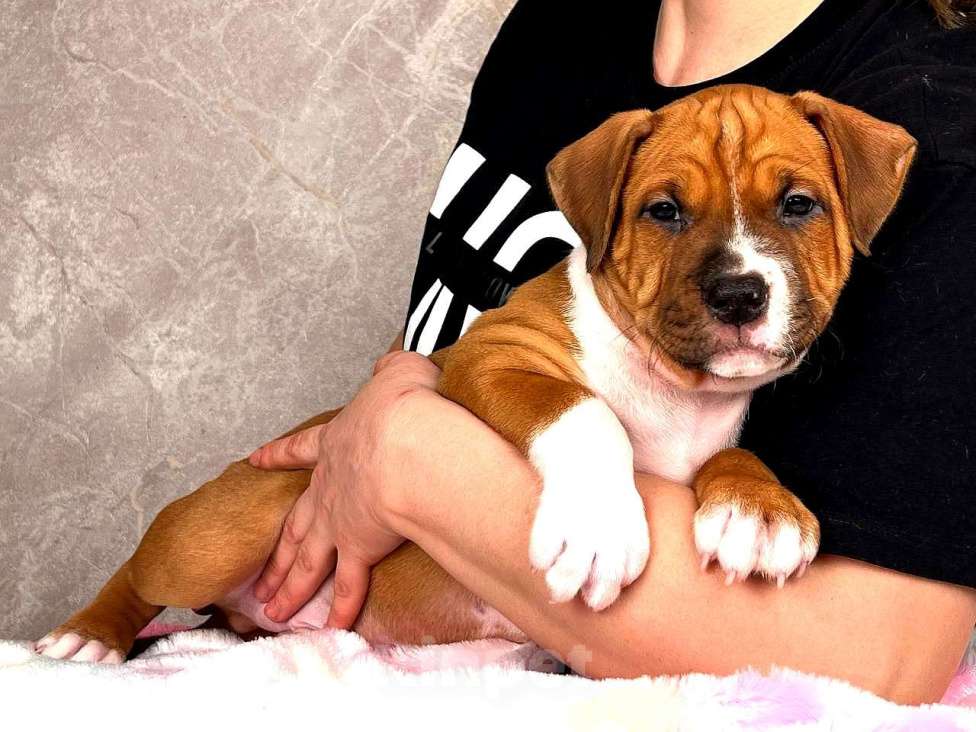 Собаки в Краснодаре: Американский стаффордширский терьер щенок  Мальчик, 80 000 руб. - фото 4