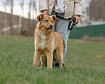 Собаки в Москве: Рыжая Оливка ищет свою семью Девочка, Бесплатно - фото 3