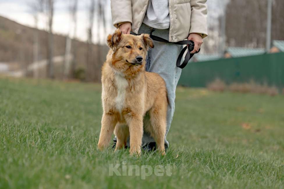 Собаки в Москве: Рыжая Оливка ищет свою семью Девочка, Бесплатно - фото 3