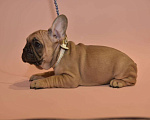 Собаки в Москве: Мальчик французского бульдога  Мальчик, 50 000 руб. - фото 3