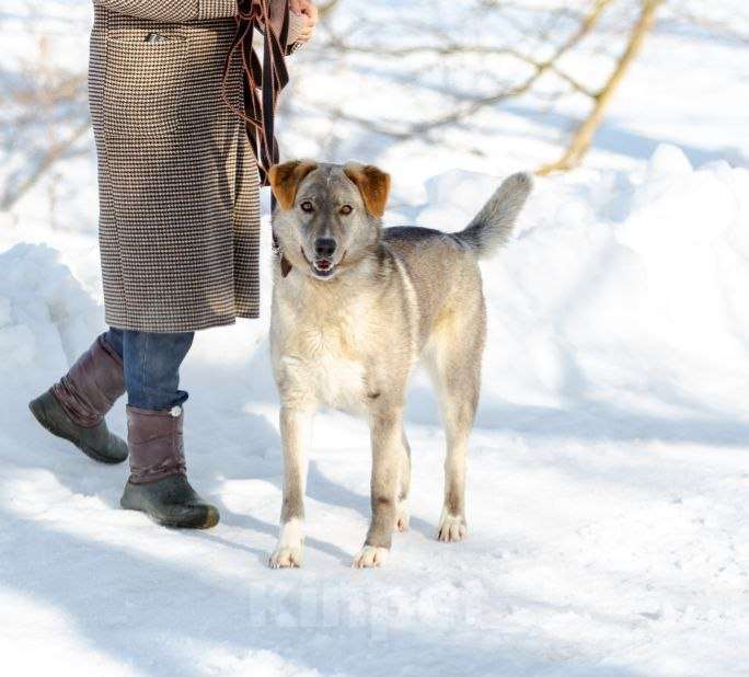 Собаки в Раменском: Встречайте Макса Мальчик, Бесплатно - фото 5