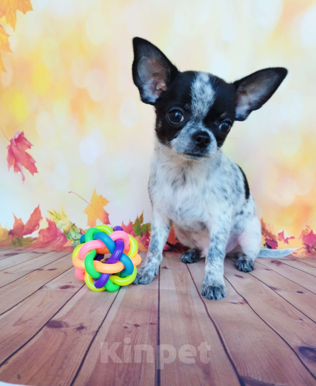 Собаки в Ногинске: Очаровательный малыш Мальчик, 30 000 руб. - фото 1