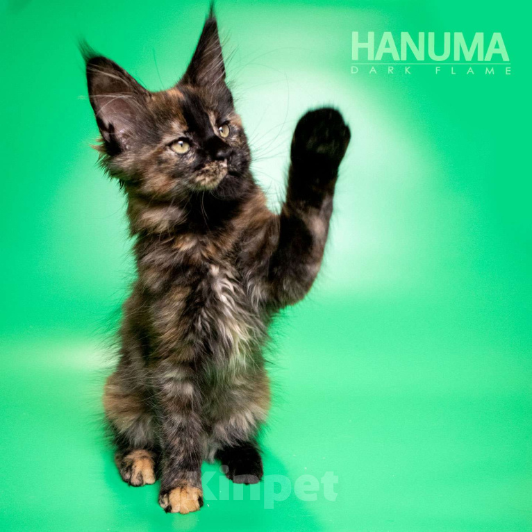 Кошки в других городах Воронежской области: Hanuma Dark Flame Девочка, Бесплатно - фото 1