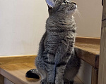 Кошки в Москве: Котенок в добрые руки Девочка, Бесплатно - фото 4