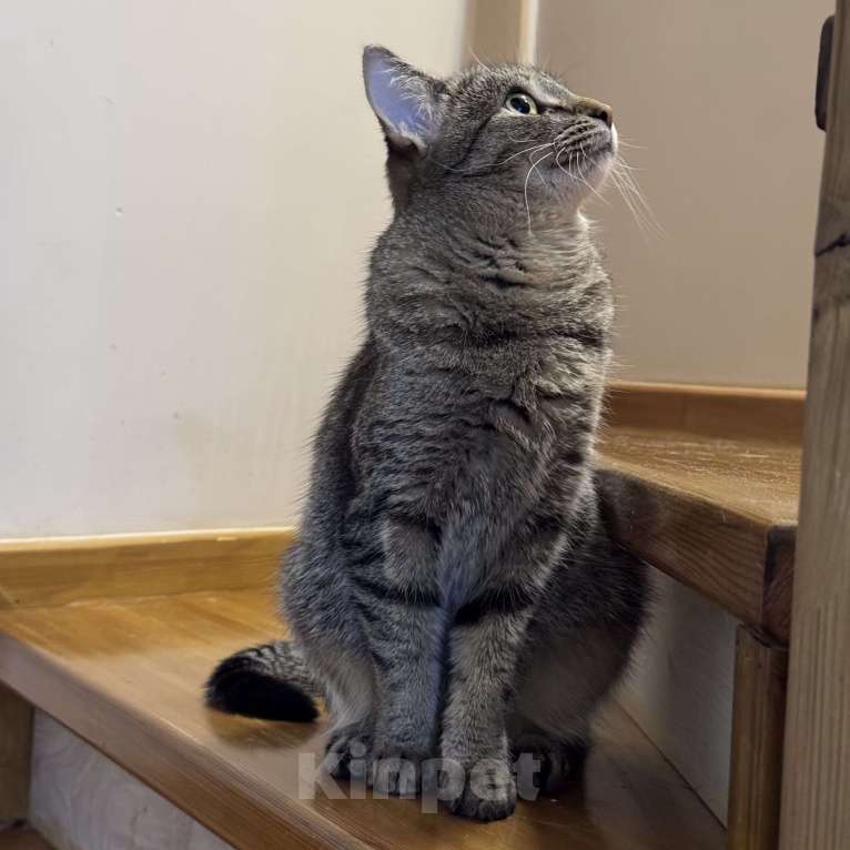 Кошки в Москве: Котенок в добрые руки Девочка, Бесплатно - фото 4