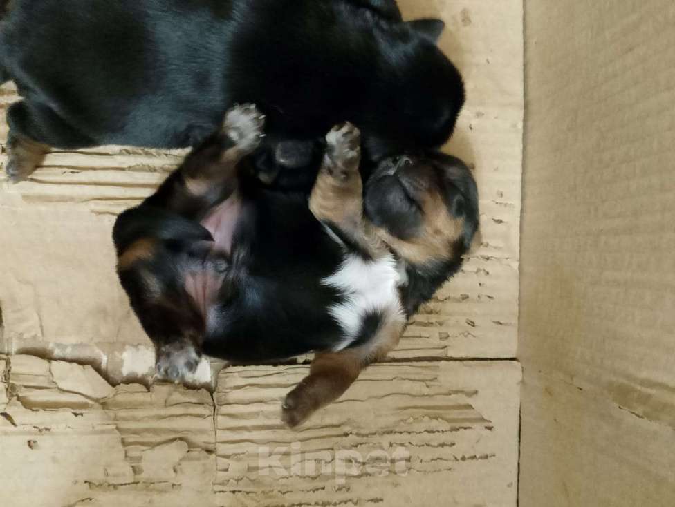 Собаки в Ростове-на-Дону: Йоркширский терьер  Девочка, 35 000 руб. - фото 6