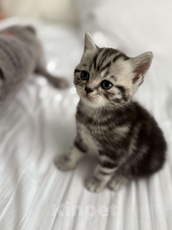 Кошки в Москве: Продам срочно . Торг Девочка, Бесплатно - фото 2