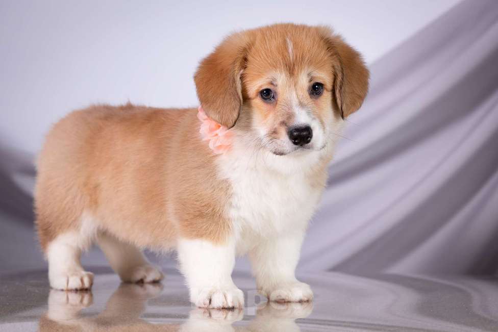 Собаки в Москве: Продам щенка вельш корги пемброк Девочка, 70 000 руб. - фото 2