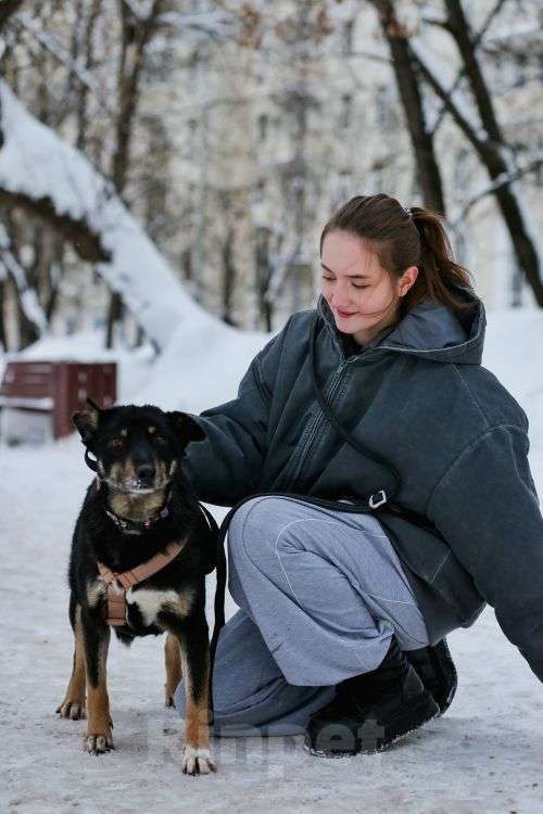 Собаки в Москве: Вива – не помнящая зла Девочка, Бесплатно - фото 5