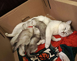 Кошки в Москве: Шотландский вислоухий короткошёрстный котёнок Девочка, 10 000 руб. - фото 10