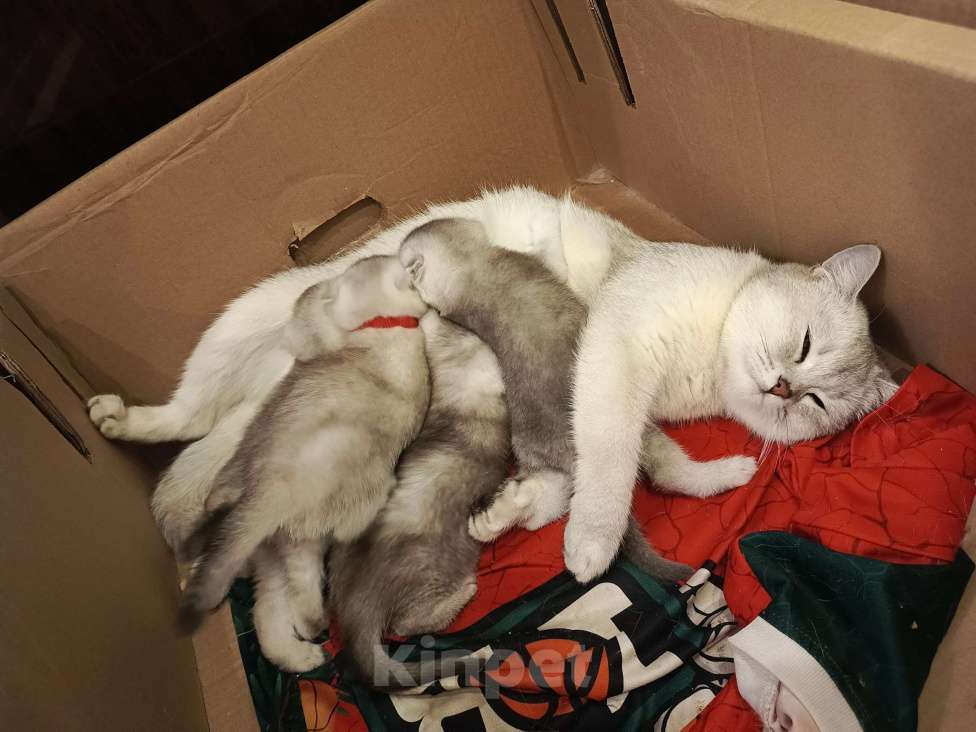 Кошки в Москве: Шотландский вислоухий короткошёрстный котёнок Девочка, 10 000 руб. - фото 10