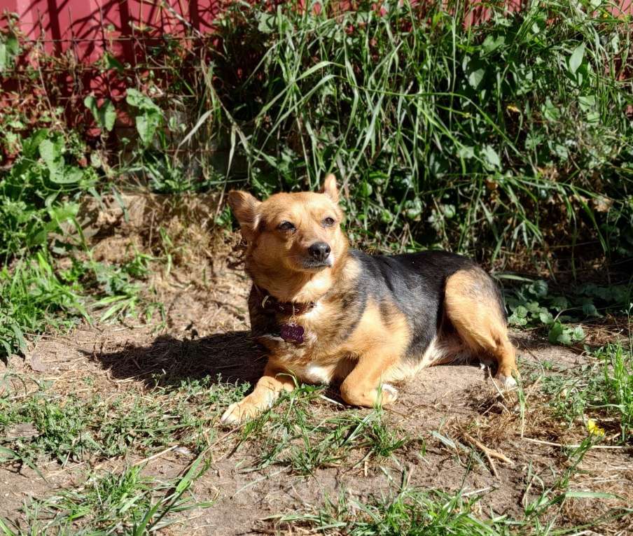 Собаки в Санкт-Петербурге: Собака в добрые руки Девочка, 100 руб. - фото 8
