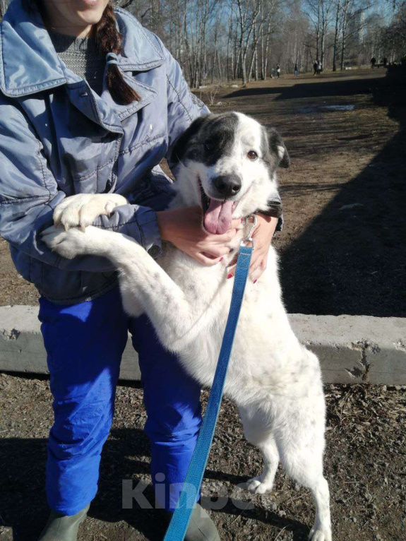 Собаки в Москве: Добрейший Поттер в Хорошие ручки! Мальчик, Бесплатно - фото 7