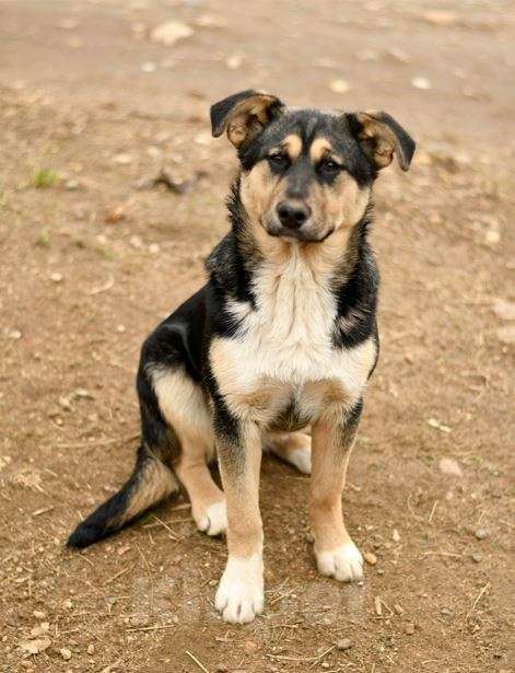 Собаки в Мытищах: щенок Ника ждет в приюте Девочка, Бесплатно - фото 6