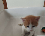 Кошки в Санкт-Петербурге: Отдам бесплатно котят в хорошие руки Мальчик, Бесплатно - фото 3
