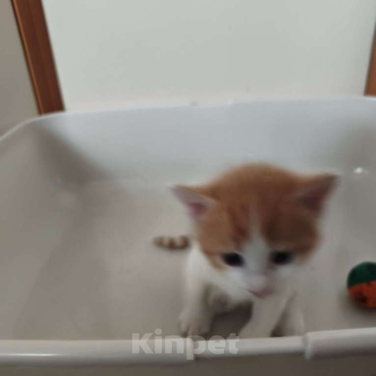 Кошки в Санкт-Петербурге: Отдам бесплатно котят в хорошие руки Мальчик, Бесплатно - фото 3
