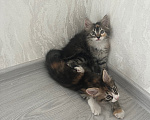 Кошки в Краснодаре: Кошечки в добрые руки Девочка, Бесплатно - фото 1