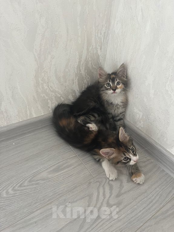 Кошки в Краснодаре: Кошечки в добрые руки Девочка, Бесплатно - фото 1