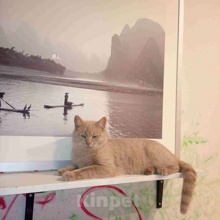 Кошки в Москве: Рыжий вежливый и тактичный кот Стив в добрые руки Мальчик, Бесплатно - фото 4