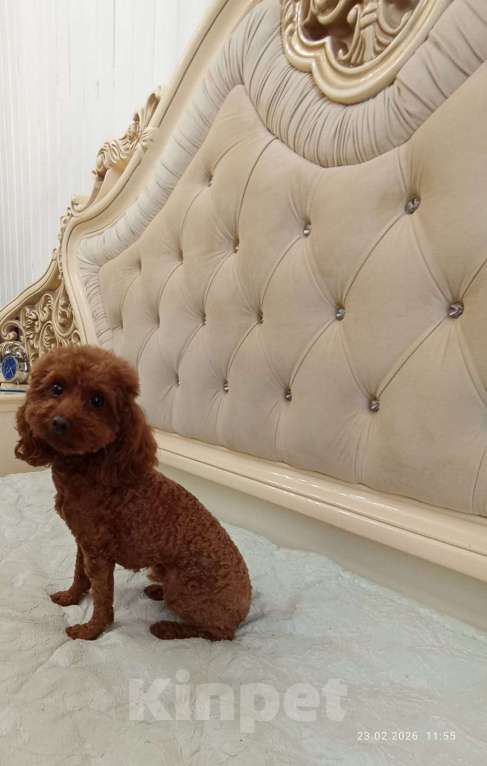Собаки в Дмитрове: Той пудель девочка Девочка, 100 000 руб. - фото 4