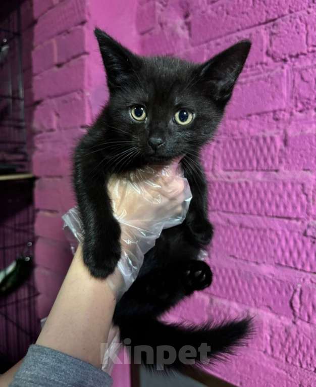 Кошки в Москве: Чёрный котёнок Джун в добрые руки  Мальчик, Бесплатно - фото 2