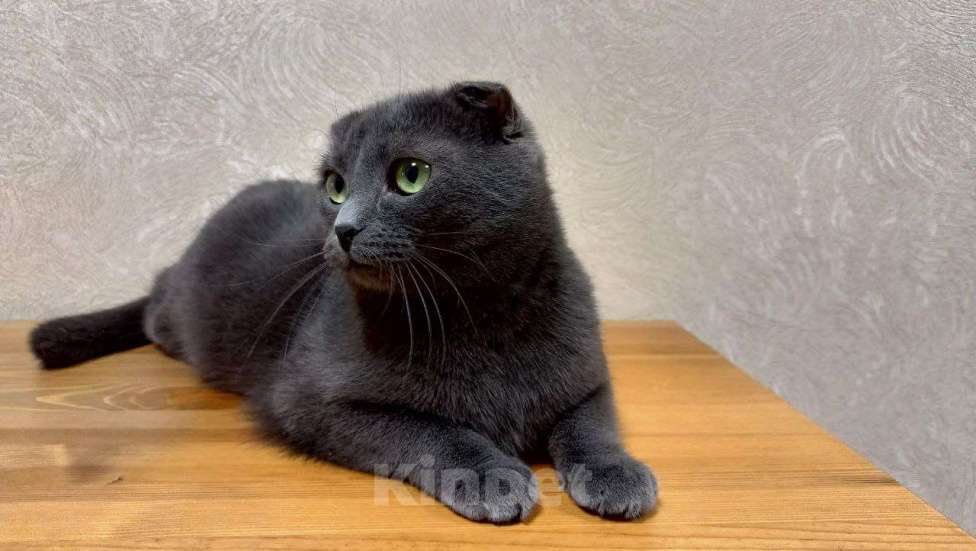 Кошки в Королеве: графиня Лопухина ищет дом Девочка, Бесплатно - фото 7