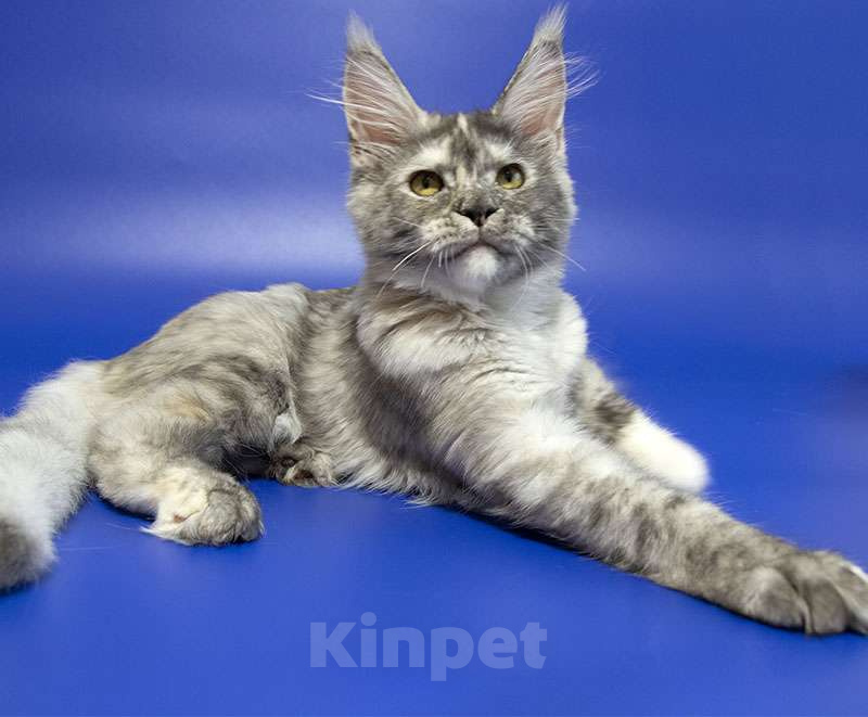 Кошки в Москве: Котенок мейн кун Девочка, Бесплатно - фото 4
