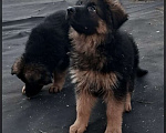 Собаки в Иркутске: Немецкая овчарка длинношерстная Мальчик, 50 000 руб. - фото 8