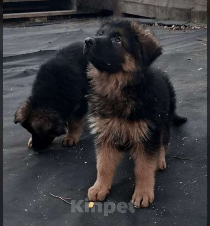 Собаки в Иркутске: Немецкая овчарка длинношерстная Мальчик, 50 000 руб. - фото 8