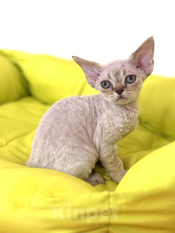 Кошки в Лобне: Мальчик девон рекс Мальчик, 80 000 руб. - фото 10