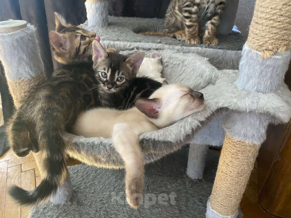 Кошки в Москве: Бенгальские котята Девочка, 30 000 руб. - фото 2