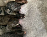 Собаки в Новосибирске: Американский Булли (щенки) Мальчик, 150 000 руб. - фото 2
