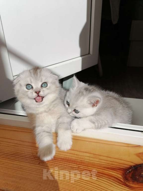 Кошки в Чебоксарах: Шотландский котёнок (фолд) Мальчик, 10 000 руб. - фото 3