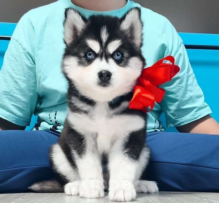 Собаки в Воронеже: Хаски Щенки Разных окрасов Разнополые, Бесплатно - фото 2