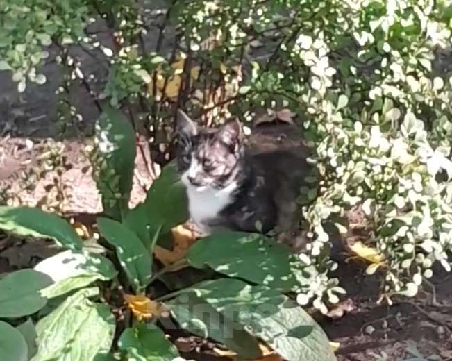 Кошки в Санкт-Петербурге: срочно нужен дом Девочка, Бесплатно - фото 3