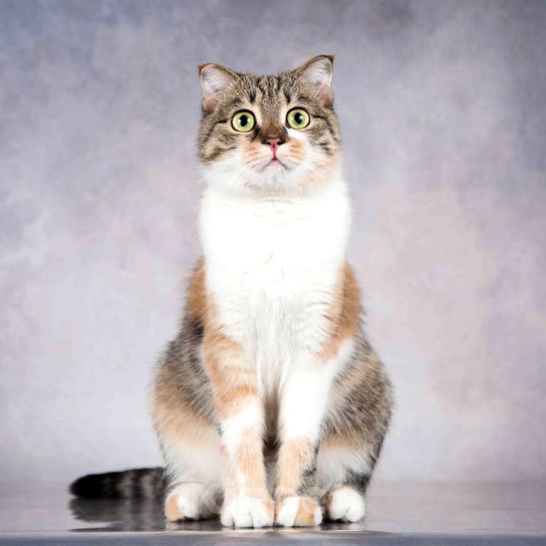 Кошки в Москве: Нежная ласковая кошечка Лёля в добрые руки Девочка, Бесплатно - фото 6