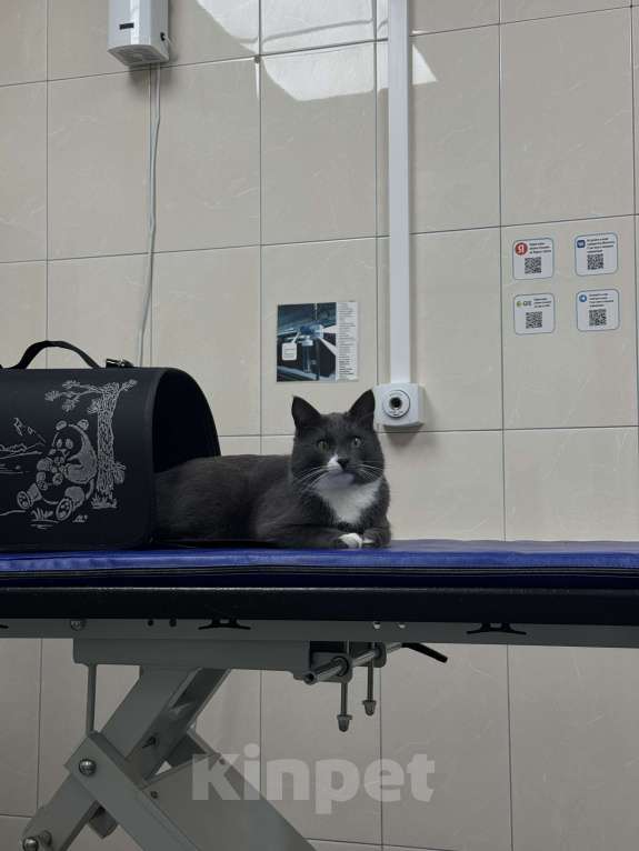 Кошки в Москве: Пропал серый кот с белыми лапками, Тверской район, Оружейный пер Мальчик, 10 000 руб. - фото 1