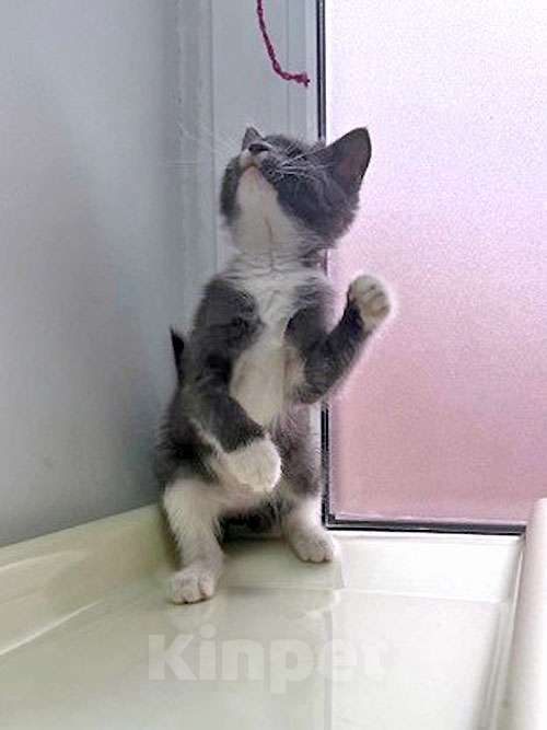 Кошки в Санкт-Петербурге: Спасенное солнышко котенок Алиса ищет дом Девочка, 10 руб. - фото 8