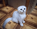 Кошки в Теберде: Шотландские котята окрас серебристая шиншилла, 5 000 руб. - фото 4