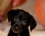 Собаки в Москве: Щенок Витт (мама черный лабрадор) в дар Мальчик, Бесплатно - фото 4