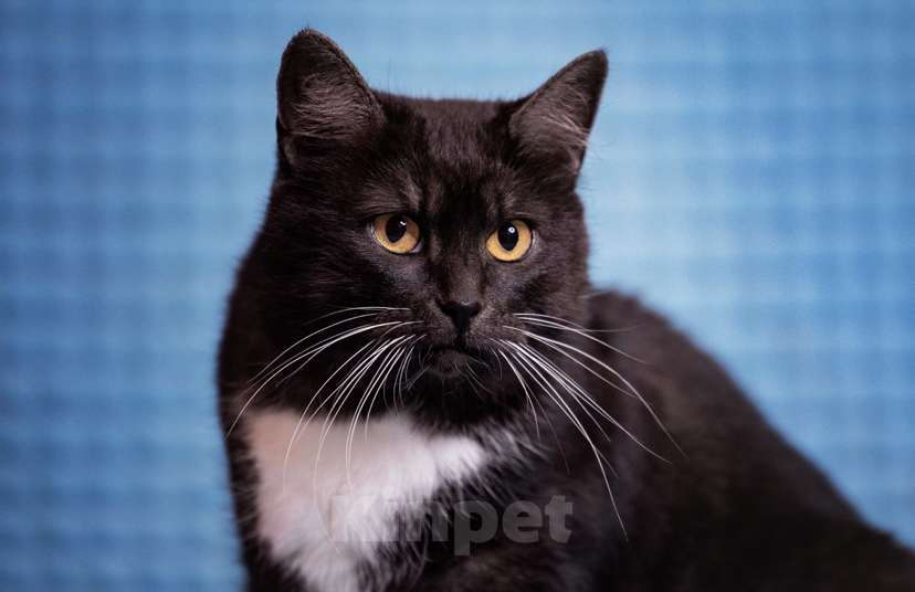 Кошки в Москве: Курочка кошка с шикарной шубкой и добрым сердцем  Девочка, Бесплатно - фото 2