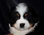 Собаки в других городах Московской области: Бернский зенненхунд Девочка, 70 000 руб. - фото 5