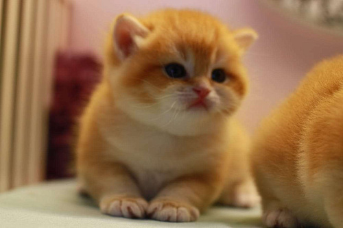 Золотая красотка 