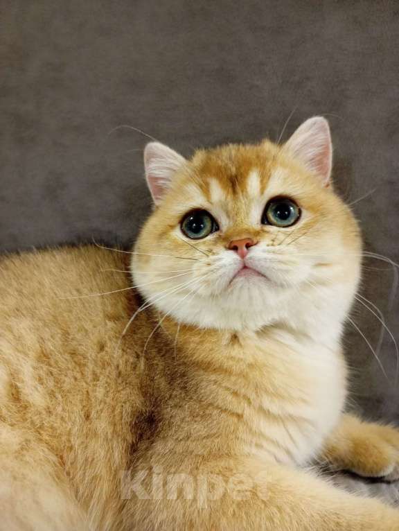 Кошки в Москве: Шотландский мальчик Мальчик, 120 000 руб. - фото 2