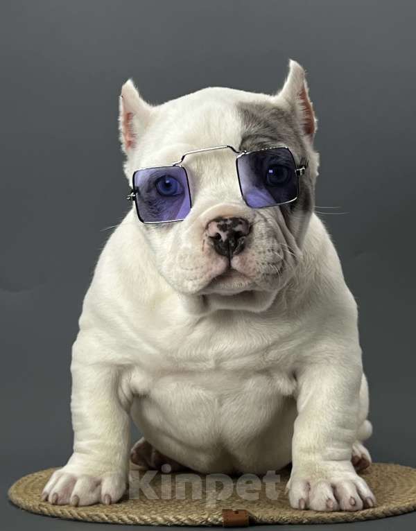 Собаки в Новосибирске: Микро девочка американский булли Девочка, 130 000 руб. - фото 1