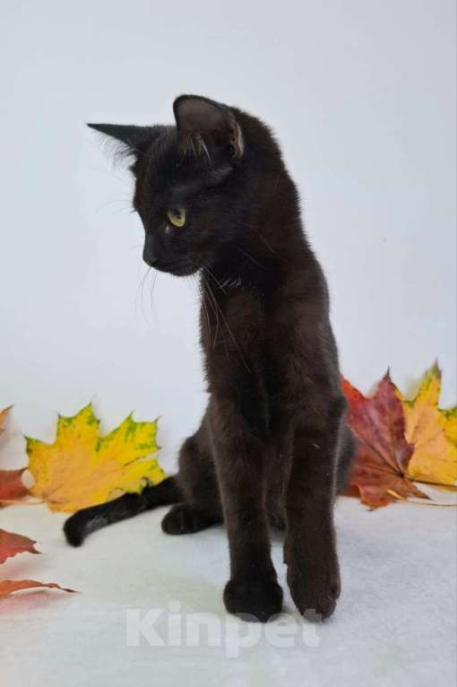 Кошки в Москве: Котёнок-подросток в добрые руки  Девочка, Бесплатно - фото 9