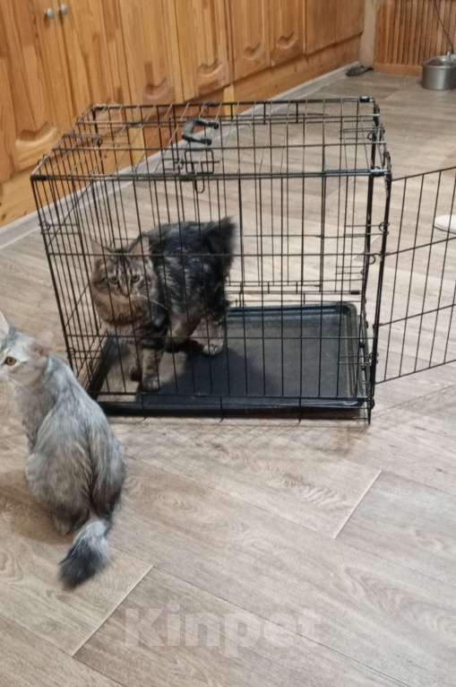 Кошки в Волгограде: Продается молодой котик Мальчик, 25 000 руб. - фото 3